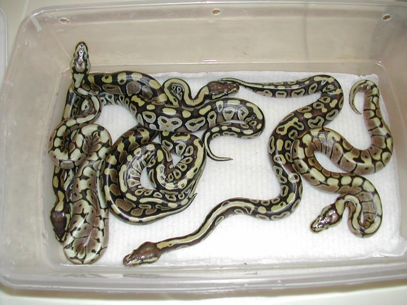 mojave/spider clutch