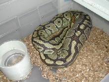 Ovulation