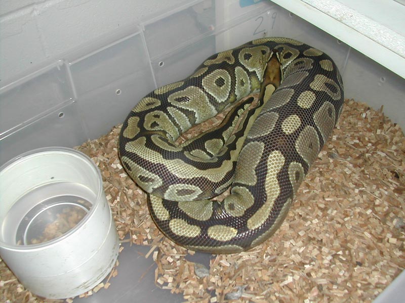Ovulation