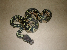 Pastel