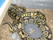 Pastel Breeding