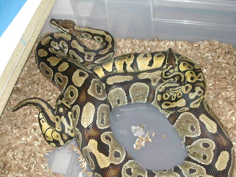 Pastel Breeding