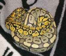pastel and ghost