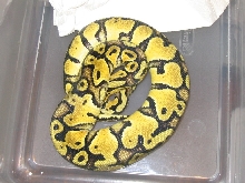 Pastel