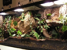 150 Gal. Terrarium for male B. constrictor