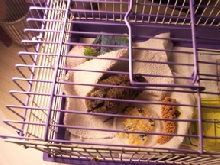 Fledgling