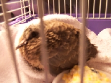 Fledgling