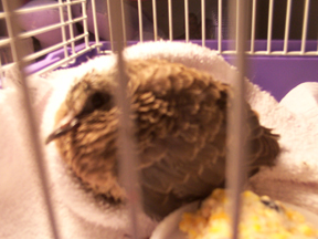 Fledgling