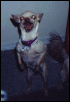 Devil Dog :)
