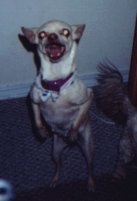 Devil Dog :)