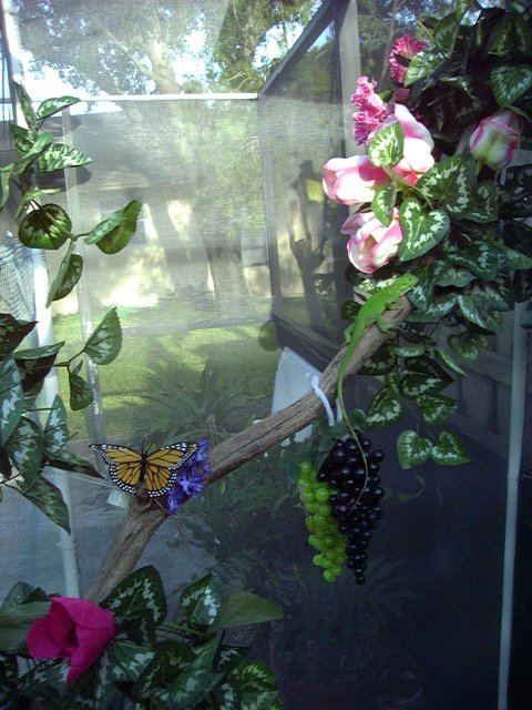 Nate's cage