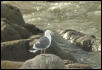 Sea Gull on Rocks