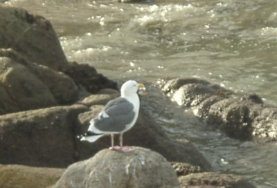 Sea Gull on Rocks