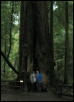 Puma & Brian in Muir Woods