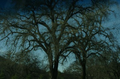 Gnarly Trees, northern CA