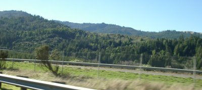 Mountain Forests in Northern CA