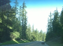 Mountain Forests in Northern CA