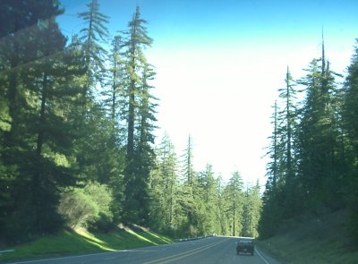 Mountain Forests in Northern CA