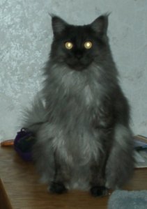 Ash