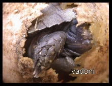 emys hatching