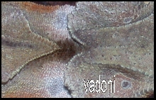 Chameleon