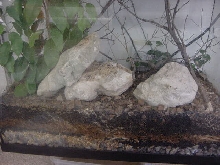 Brookesia perarmata set up for a pair.