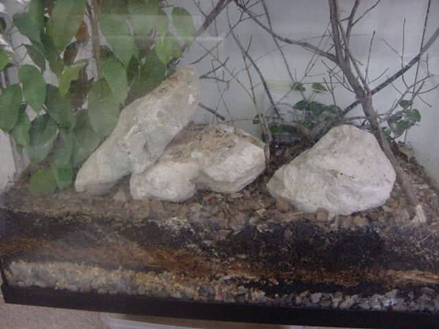 Brookesia perarmata set up for a pair.