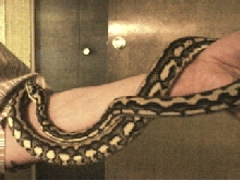 rana: yearling female jcp