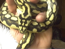 head pattern