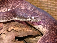 Savu Python