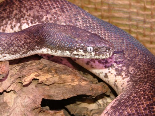 Savu Python