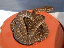 Female Bredls
