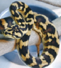 Male IJCP from Spitfire Reptiles