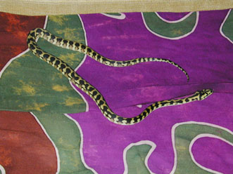 irian jaya carpet