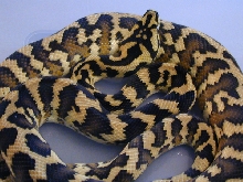 Tweak, my male IJ
