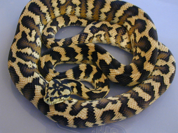 Male IJ
