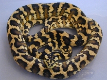 Male IJ