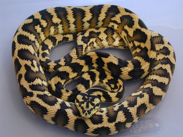Male IJ
