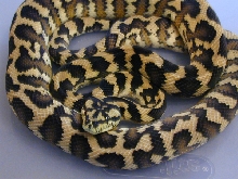 Male IJ