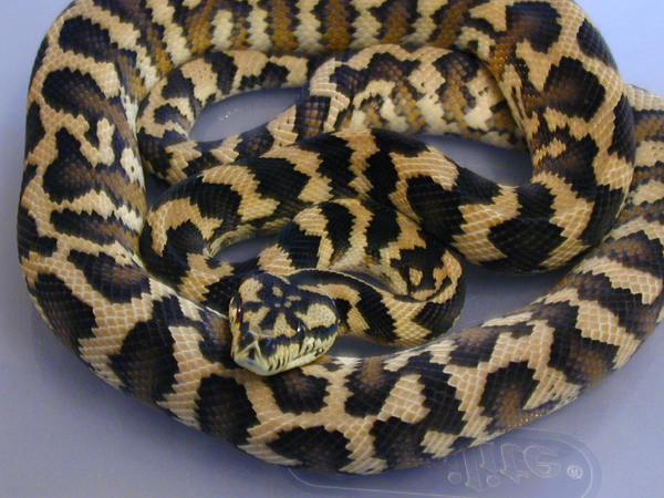 Male IJ