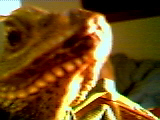 Carlos Closeup