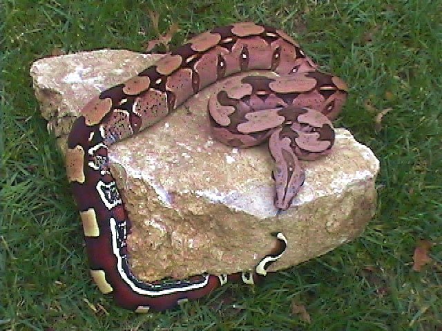 Male Suriname (Belknap 99)