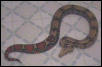 Female Suriname