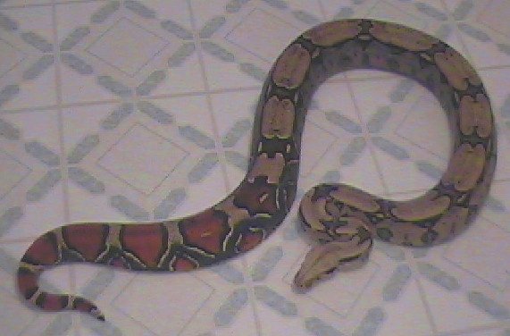 Female Suriname