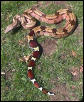99 Female Suriname