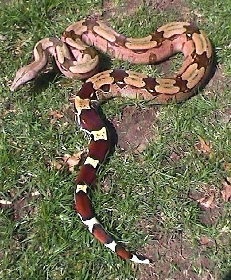 99 Female Suriname