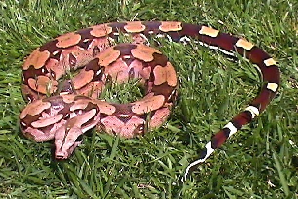 Male Suriname