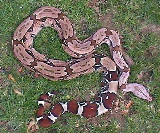 Suriname Female