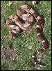 Male Suriname