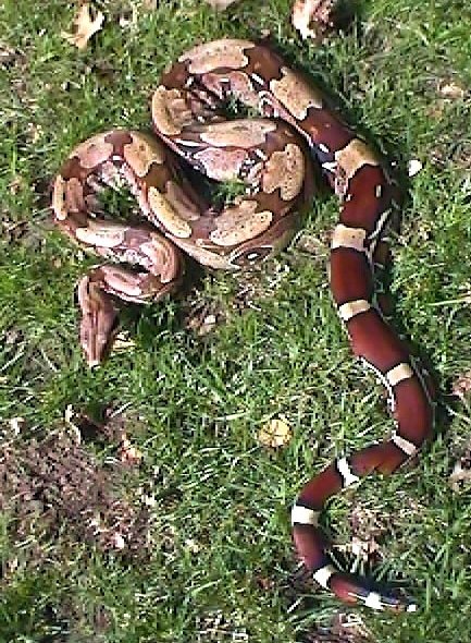 Male Suriname